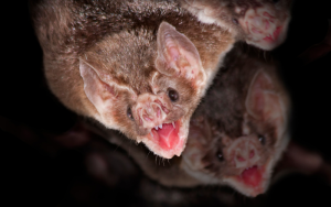 Vampire Bats’ Northward Migration Poses Rabies Threat to US